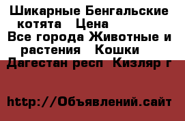 Шикарные Бенгальские котята › Цена ­ 25 000 - Все города Животные и растения » Кошки   . Дагестан респ.,Кизляр г.